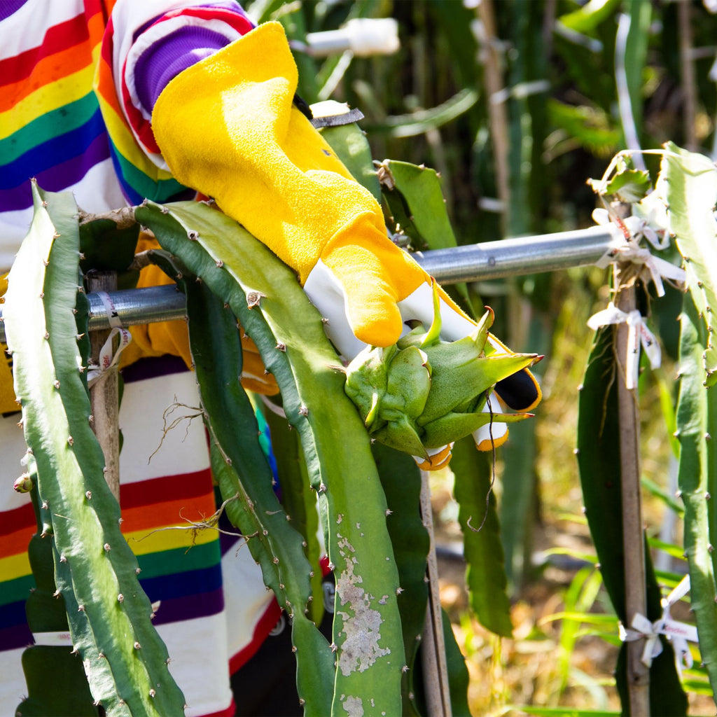 Real Leather Thorn Proof Long gardening Gloves
