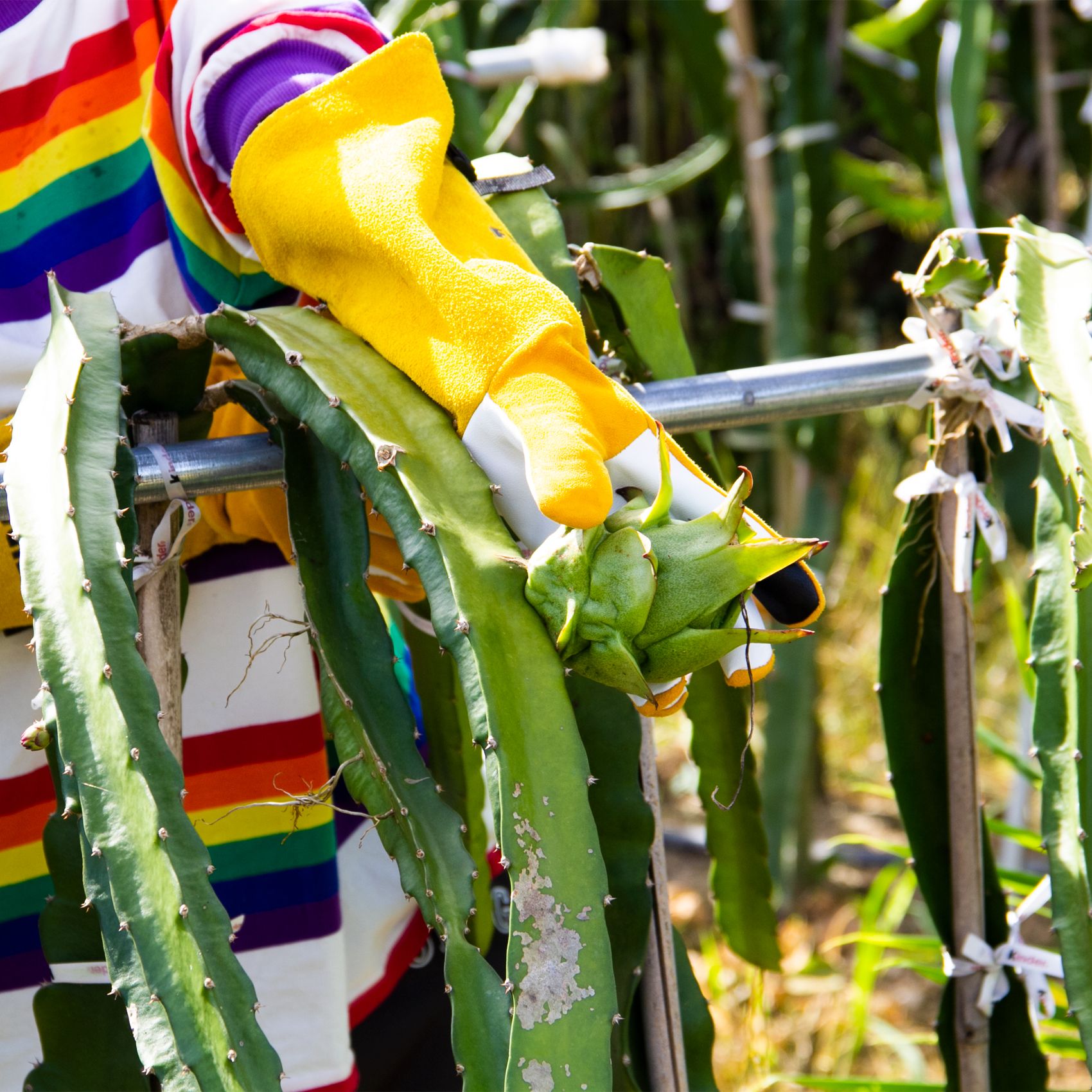 Real Leather Thorn Proof Long gardening Gloves